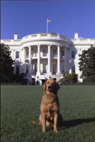 Liberty: America's Dog - Photo 4