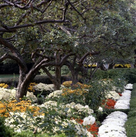 The White House Rose Garden (White House History 38)