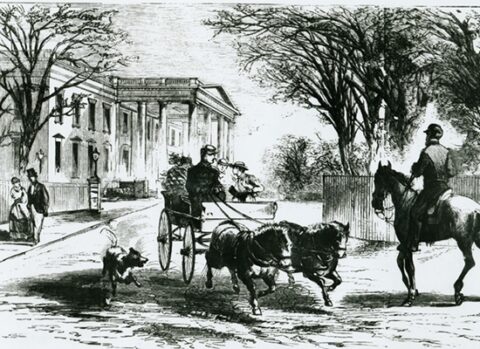 Working Horses at the White House - Photo 1