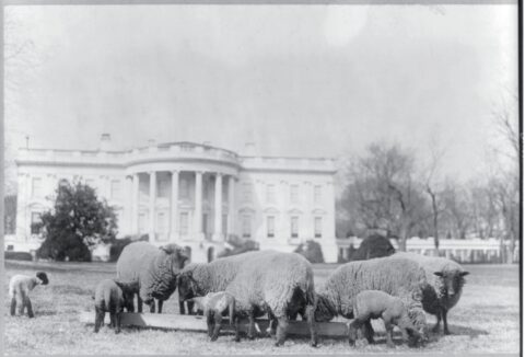 Sheep Graze on the White House Lawn